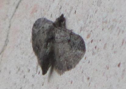 Falena da ID -  Eupithecia sp.